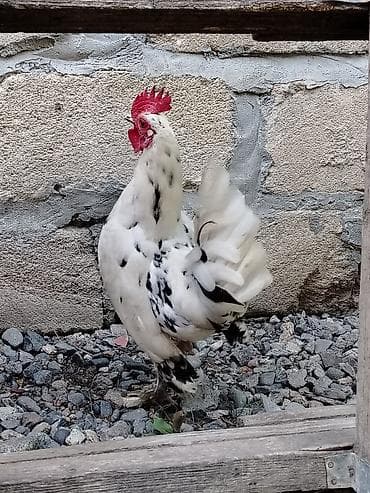 Toyuq, Milflör, Damazlıq