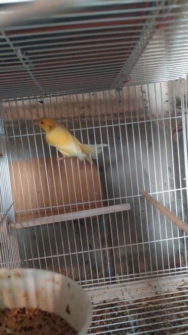 Чай, кофе, напитки: Sarı kanareyka Bül Bül Erkek 1 yasi var oxuyur Erkek artig oldugu — 4