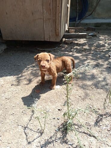 gencede itler: Pitbul, 2 ay, Erkek, Sənədli, Ünvandan götürmə — 3