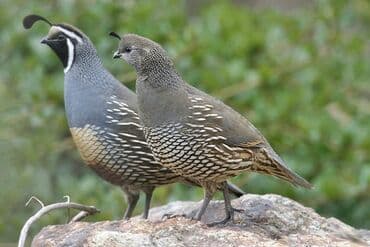 qax heyvan bazarı: Kalifornia bildircini gondermek mumkundu bakiyada gonderlir — 3