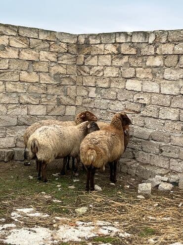 ZİL: Salam kök ətdiy kəskiliy qoyunlar super kökdülər — 3