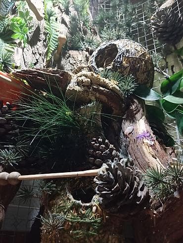 leopar: Unikal şaquli terrarium/volyer – dekorativ ağac gövdəsi və təbii — 7