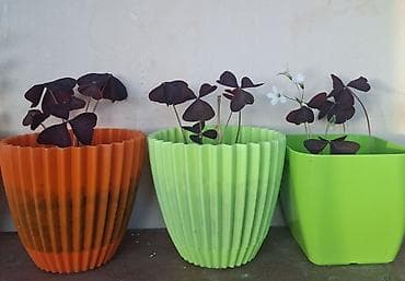 ev gulleri adlari: Otaq bitkiləri kolleksiyası – müxtəlif növlər - Oxalis triangularis — 2