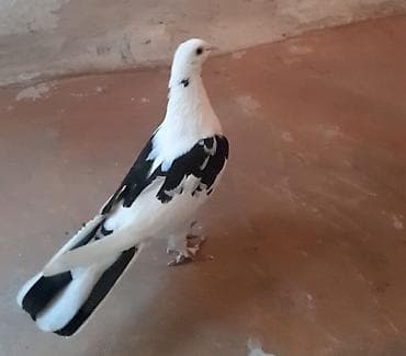 goyercin satisi 2019: Tutulma maya — 4