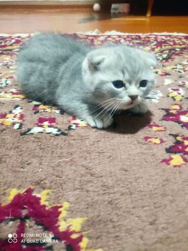 mingəcevir pişik: Şotland, Erkək, Dişi, Yaxşı əllərə, Ünvandan götürmə — 22