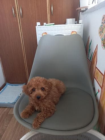 alabay balası: Pudel, 3 ay, Erkek, Sənədli — 2