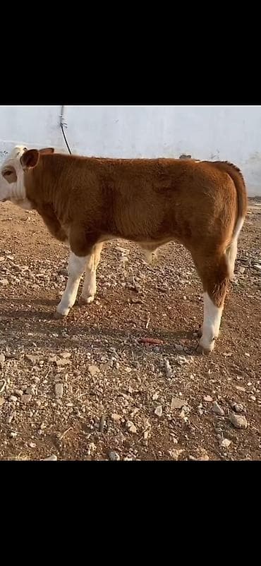 erkək inək: Məhsul: Qaramal – erkək dana - Cins tipajı: ətlik istiqamətli, iri — 2