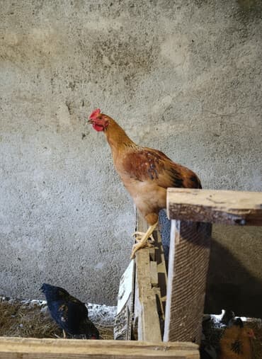 cucə alıram: Toyuq cücələri, Damazlıq, Ödənişli çatdırılma — 2