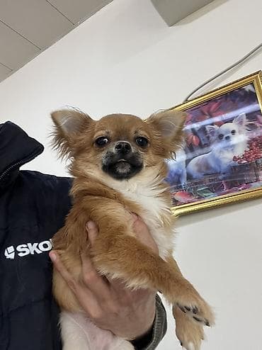 basenc itleri: Çixuahua, 6 ay, Dişi, Peyvəndli, Ödənişli çatdırılma — 6