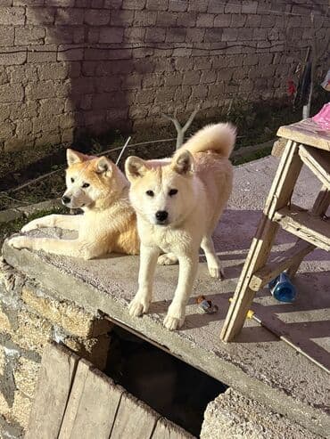 elxan elatlı belcika ovcarkası pdf: Akita-inu, 6 ay, Dişi, Peyvəndli, Ünvandan götürmə — 4