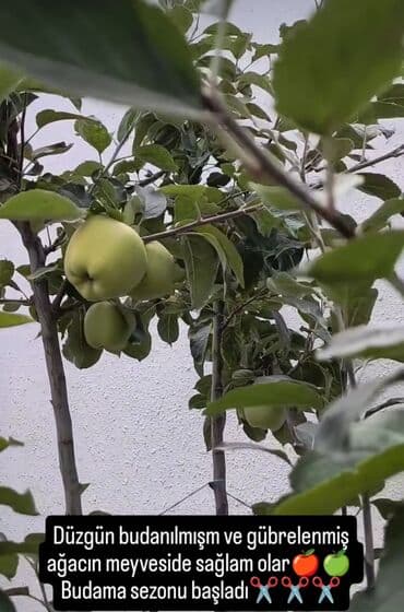 Chevrolet: Aqranom Xidməti – bağ və təsərrüfat üçün professional aqrotexniki — 2