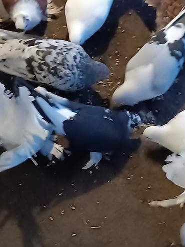 Göyərçinlər: Qardaşlar gördüyünüz quşalar satılır 1 dənə şişman erkek 1 dənə London — 3