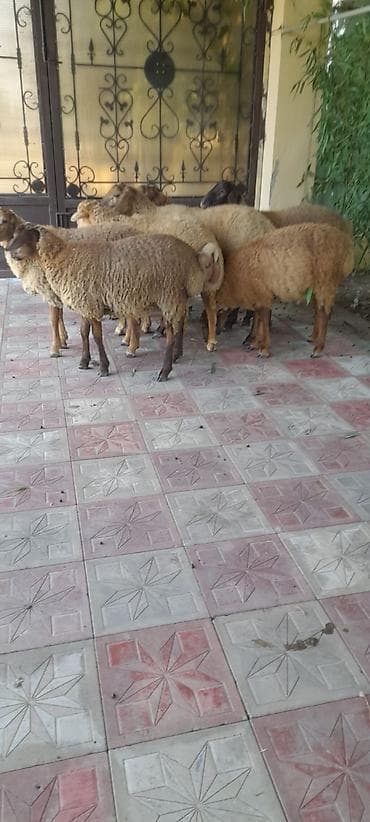 at satisi azerbaycan: Əmliy kok quzular satilir 8 ededdi kime maraqlidisa əlaqə saxlasin — 2