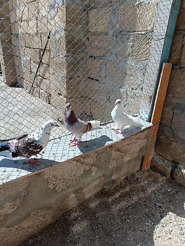 göyərçin satılır: Quşlar hamısı bir yerdə satılır. Tam sağlam normal uçan quşlardı — 3