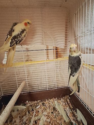 qu qusu: Nimfa (cockatiel) tutuquşuları – cüt - Növ: Nimfa (Nymphicus — 1