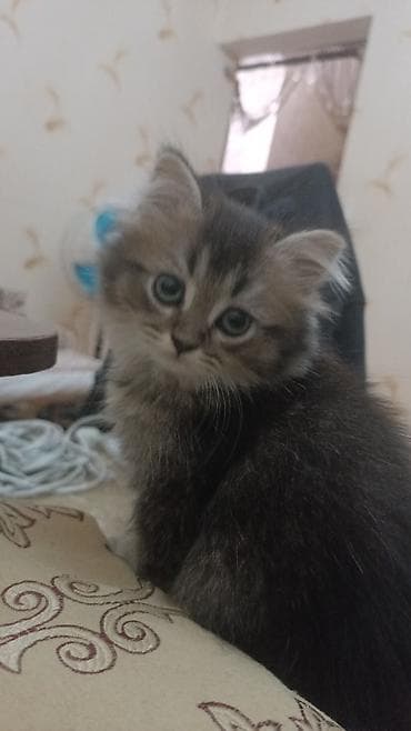 avcarka balaları: Britan — 9