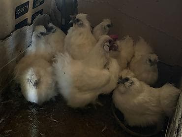 çin bıldırcını: Toyuq, Damazlıq, Ödənişli çatdırılma — 2