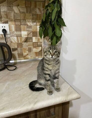 ev pisik: Erkək, Yaxşı əllərə — 2