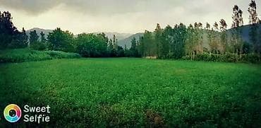 culyanda kiraye evler: Kənd təsərrüfatı — 3