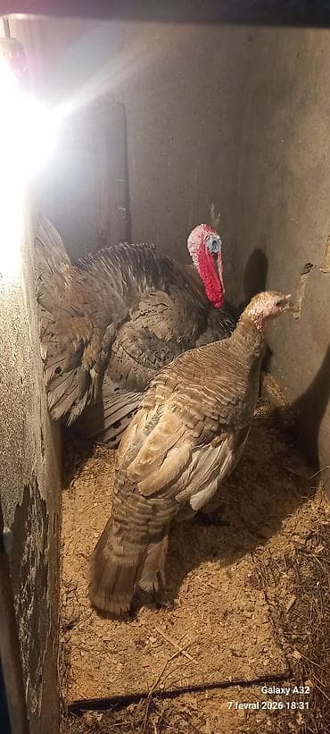 kənd toyuqu: Unvan Lənkəran.Cut 200azn — 3