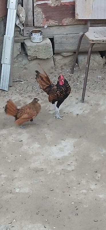 Toyuqlar: Toyuq, Damazlıq — 1