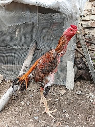 жако купить: Bir gozu kordu başqa prablemi yoxdu reyal alcya doyuşunu atacam — 2