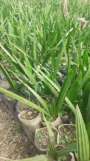 tikanli bitkiler: Finik evkalip — 2