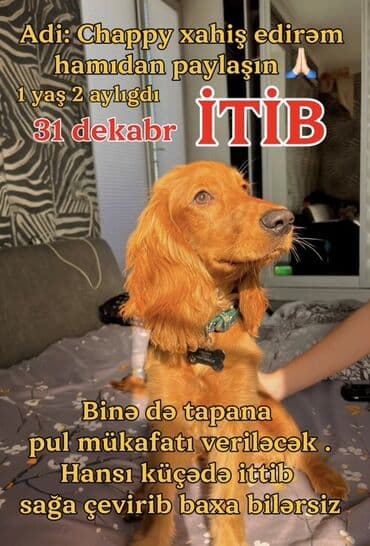 Koker spaniyel, 1 il