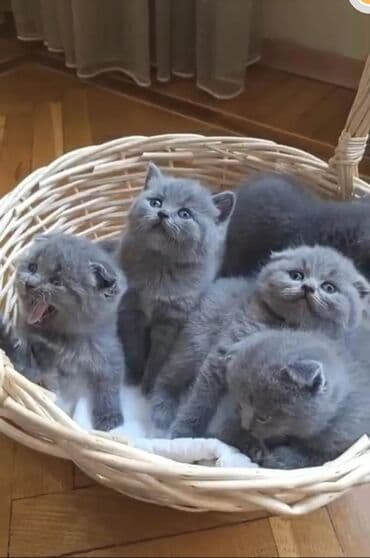 sarı pişik: Ağ balaca pişik balası – mavi gözlü, tükləri yumşaq və sıx. Üzündə və — 9