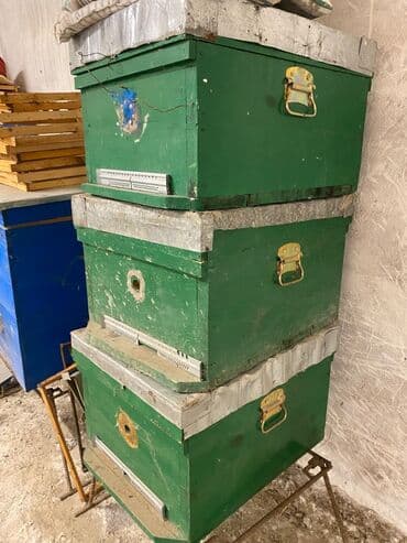 Бараны, овцы: Arıçılıq üçün taxta arı pətəyi (korpuslu sistem) - Material: qalın — 3