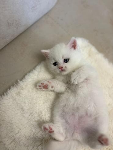 pişik tualet: Britan — 2