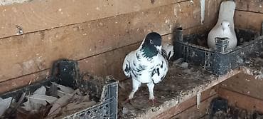 dekorativ göyərçinlər: Erkey enli quyruqdu — 1