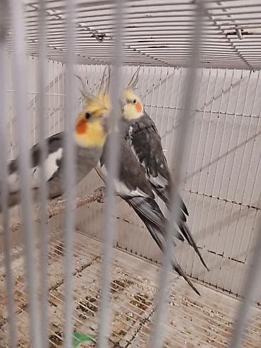 geref quşu: Məhsul: Nimfa tutuquşuları (cockatiel) Təsvir: - Rəng: Boz (grey) — 9