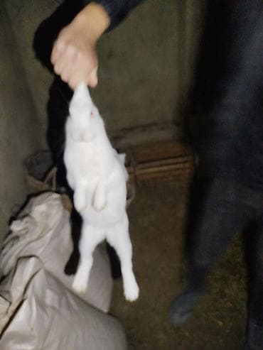 dovsan satisi: Ana dovşan var 2 dişi 1 erkey böyük dovsandirlar tam sağlamdırlar - — 2