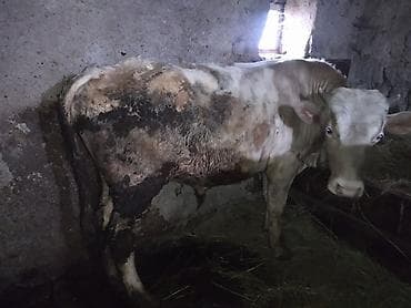 inek yemleri: Salam olsun hər kəsə dana sort dana dı tövlə şəraitində saxlanılıb yem — 6