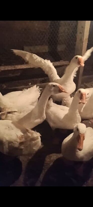 cücə satışı 2023: Məhsul: Ağ qazlar (sürülü) Linda ailesi 8 ayligdilar 12 ededdir — 4