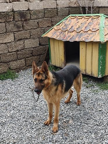 it satilir: Alman çoban iti, Peyvəndli — 2