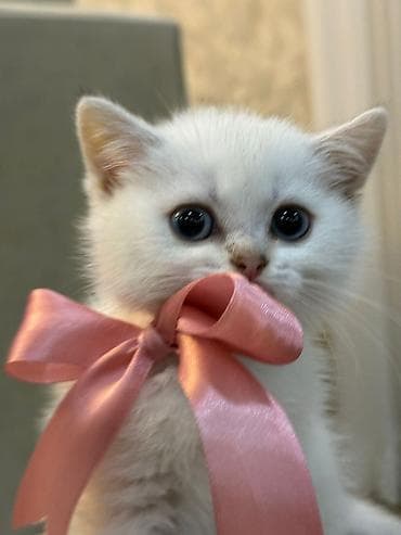 cuce yemi: Qızıl şinşilla — 3