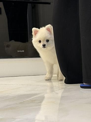 albay itleri: Şpitz, 4 ay, Erkek, Peyvəndli — 2