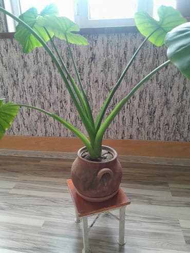 yasəmən gülü satışı: Böyük yaşıl yarpaqları olan bir alokasiya bitkisi. Bitki qəhvəyi — 3