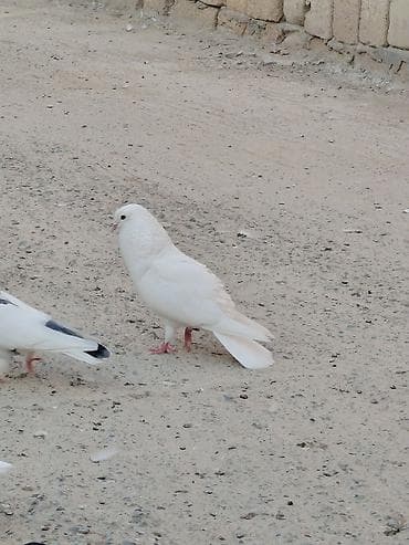 delfin goyərcin: 9 dene tutulma quslardi hansı sağlam qusdu 30azn hansı Qaradağ — 1