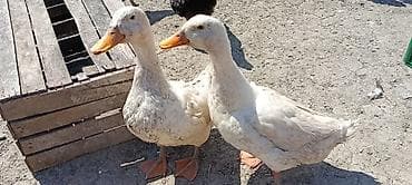 Pekin cins ördək satılır,erkəkdir,səssizdir,xaçmaza yaxın ərazilərə