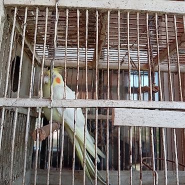qus: Nimfa (Cockatiel) papuqayı və qəfəs dəsti - Növ: Nimfa papuqayı — 2