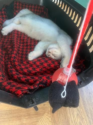 Akvariumlar: Şinşilla, Dişi, Yaxşı əllərə, Ünvandan götürmə — 6