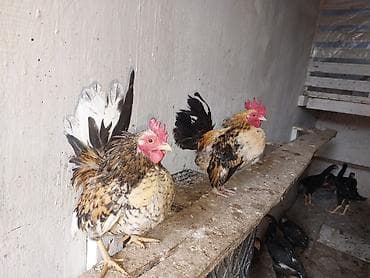 xoruz gence: Toyuq, Damazlıq — 10