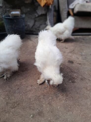 Toyuq, Damazlıq, Ödənişli çatdırılma — 3