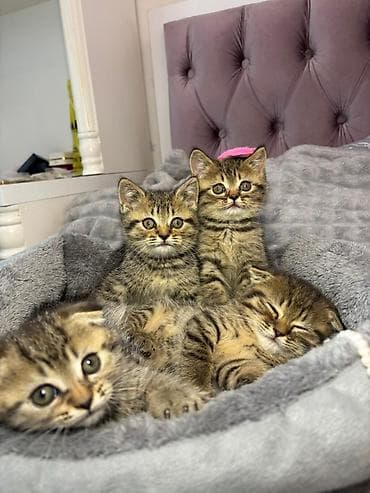 pişik qara: Skottish Fold və düzqulaq qarışığı balalar - Cins: Scottish Fold — 1