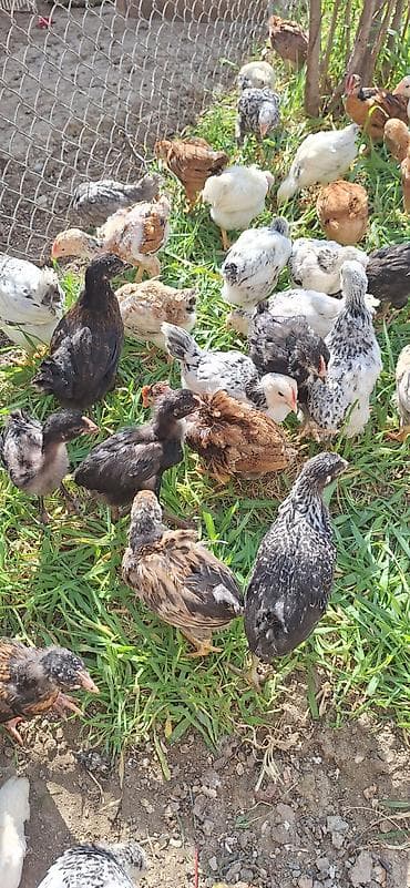 kent cuceleri: Toyuq cücələri, Damazlıq, Ödənişli çatdırılma — 1