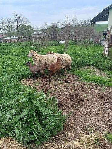 coban iş: Ciddi fikri olan zengin vursun 1100 delir cütü riyalı alcıyla — 3