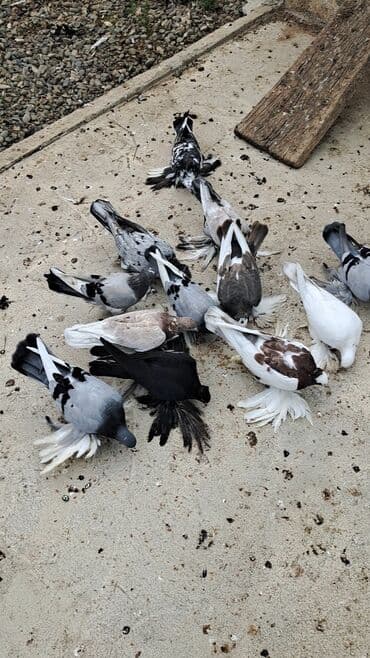 12 DƏNƏ QUŞDU 1 DƏNƏSİ 10 MANATDAN KOM SATILƏR TƏK TƏK ALANDA QİYMƏT lalafo.az -da 12 DƏNƏ QUŞDU 1 DƏNƏSİ 10 MANATDAN KOM SATILƏR TƏK TƏK ALANDA QİYMƏT